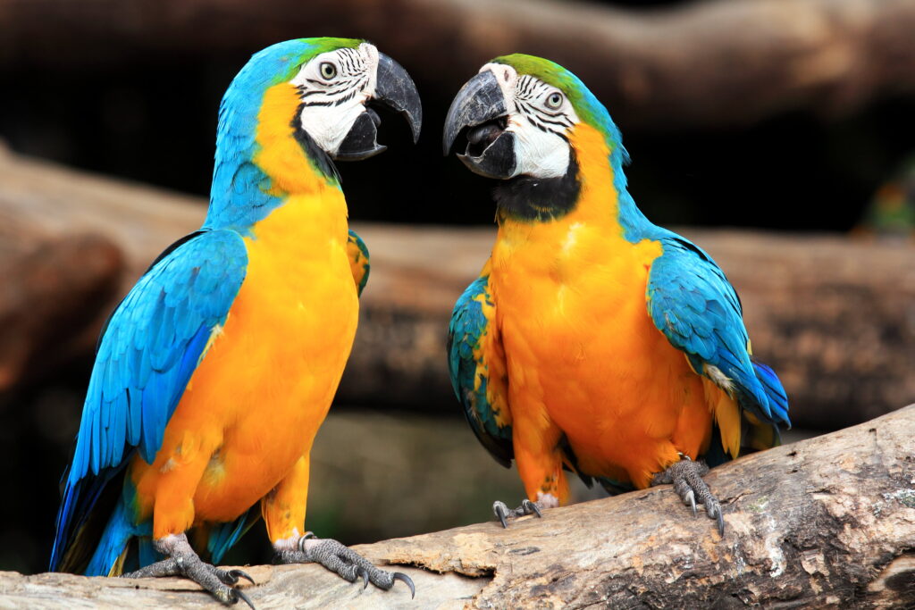 Couple blue-and-yellow macaws (Ara ararauna) sitting on log