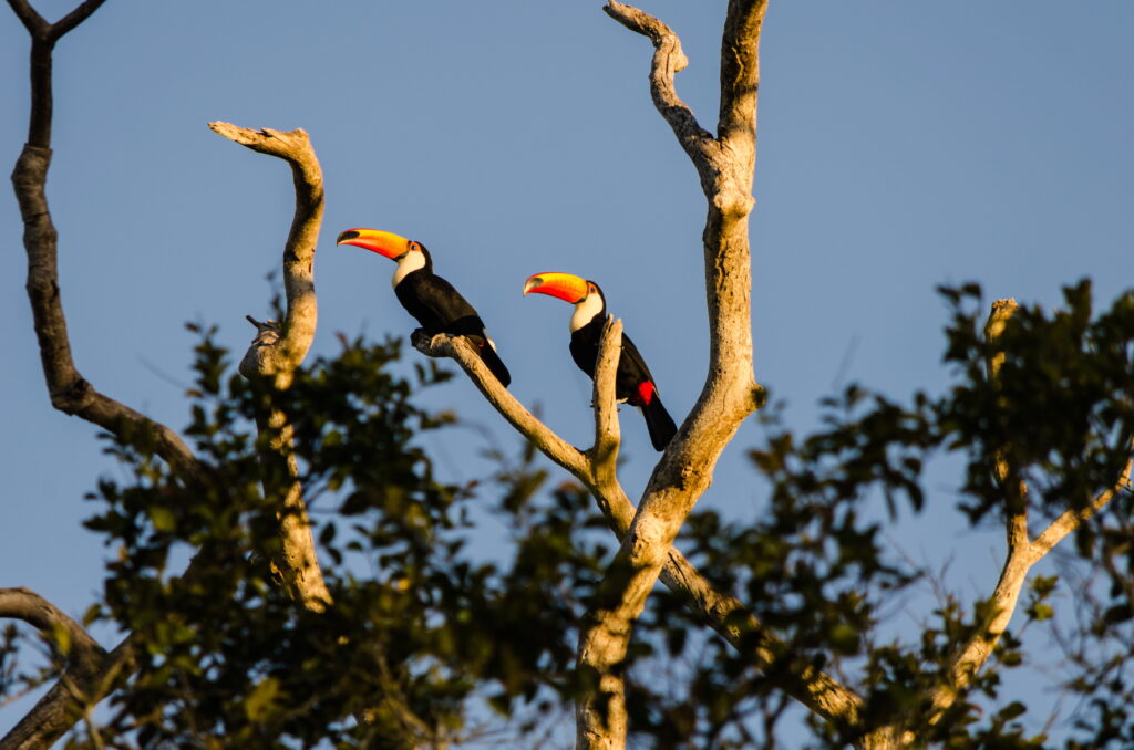 Tucanos